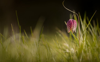 Pink flower checkered grass blurry - pattern free wallpaper