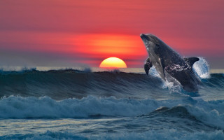 Dolphin sunset ocean wave surreal - surrealism free wallpaper