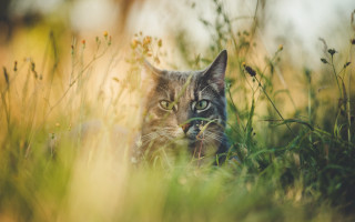 Cat surprised in grass nature - a cat free wallpaper