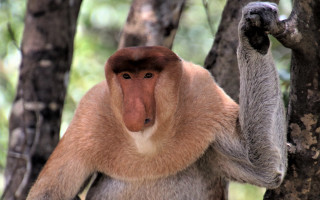 Brown monkey tree reach out - alex petruk ape free wallpaper for desktop