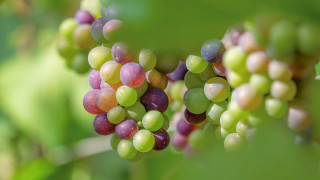 Grapes forest macro vibrant bokeh - neofauvism free wallpaper