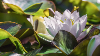 White flower green leaves lily - a pond of water lilies free wallpaper