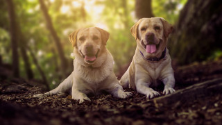 Dogs lying in woods tongue - their eye free wallpaper