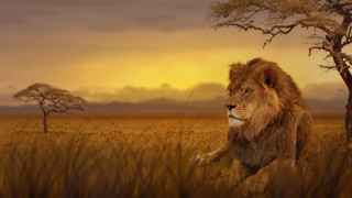 Lion running tallgrass tree sunset - a lion free wallpaper for desktop