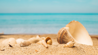 Shells beach ocean sky sand - sandy free wallpaper