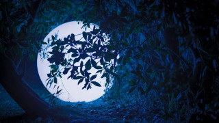 Moon forest bamboo night blue - the leaf free wallpaper