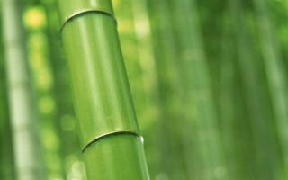 Bamboo green leaves sunlight shining - a bamboo tree free wallpaper