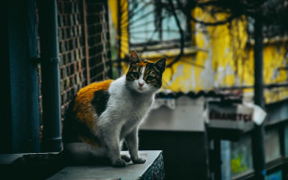 Cat ledge building yellow fence - wall behind free wallpaper