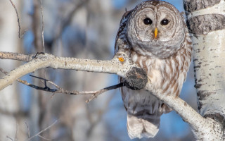 Owl perched branch forest no - a owl free wallpaper