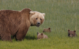 Brown bear cubs grassy field - free animals wallpaper