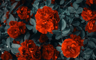 Red flowers bush night leaves - ann thetis blacker free wallpaper for desktop
