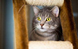 Curious cat yellow eyes outdoors - area free wallpaper