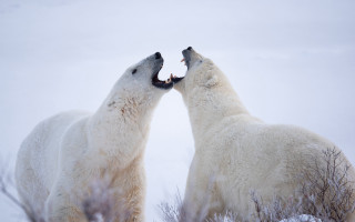 Polar bears fighting snow ecological - the snow together free wallpaper