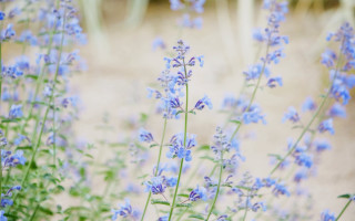 Blue flowers field shallow depth - flavia bloi free wallpaper