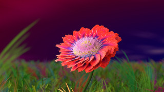 Red flower grassy field purple - a purple sky in the background free wallpaper
