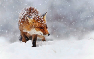 Red fox winter woods snow - food free wallpaper