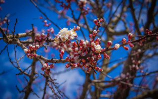 Cherry blossoms spring architecture shimmy - blue sky in the background free wallpaper