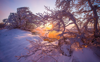 Sunshine branches snow forest autumn - shining free wallpaper