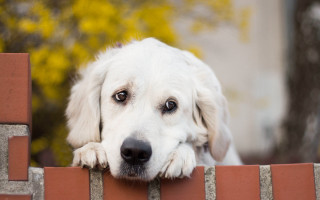 Sad shiba inu dog brick - a white dog free wallpaper