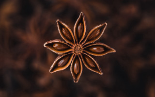 Star seed brown background butterfly - a brown background behind free wallpaper