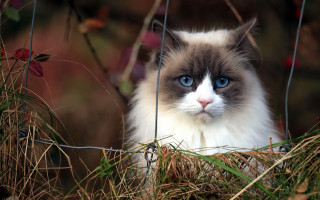 Cat blue eyes fence grass - expressionism free wallpaper