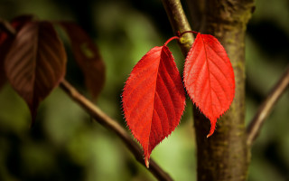 Red leaf forest autumn macro - a red leaf free wallpaper