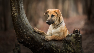 Dog sitting tree branch sad - a sad look free wallpaper
