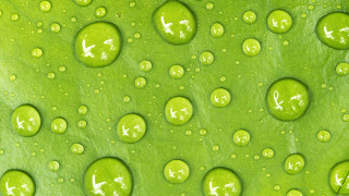 Green leaf water drops macro 19 - a green leaf free wallpaper