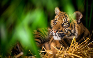 Tiger cub sad eyes grass - a tiger cub free wallpaper