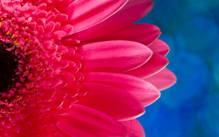 Pink flower blue background macro 3 - the flower free wallpaper for desktop