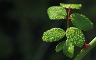 Water drops plant macro green - a close up of a plant free wallpaper for desktop