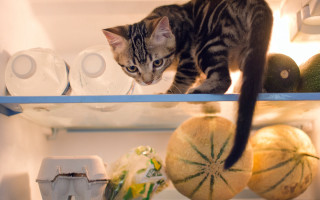Cat shelf refrigerator food blurry - the camera man free wallpaper