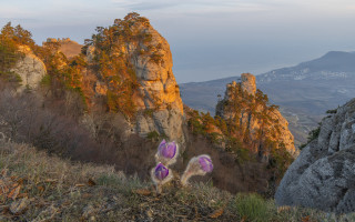 Purple flowers rocky hillside mountains - purple flower free wallpaper for desktop