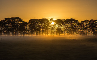 Sunset foggy trees horizon reflection - tree and fog in the background free wallpaper