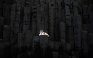 Dog rock formation dark black - dog free wallpaper for desktop