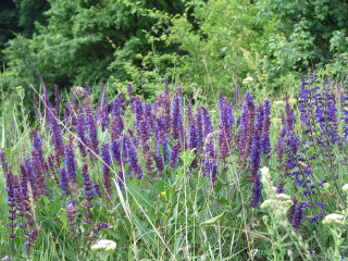 Purple flowers green trees blue - a blue sky in the foreground free wallpaper