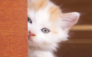 Kitten peeking wooden door blue 2 - its head free wallpaper