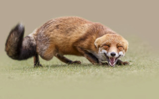 Fox rolling grass open mouth - tongue free wallpaper for desktop
