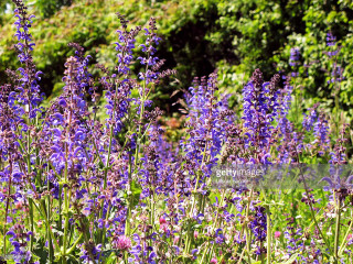 Purple flowers garden nature plant - eliot hodgkin free wallpaper