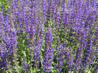 Purple flower field royalty art - purple flower free wallpaper for desktop