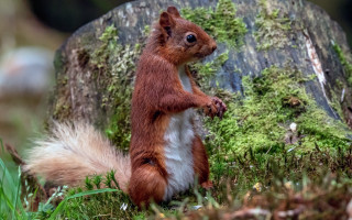 Squirrel primivitism puzzle photograph mossy - its hind leg free wallpaper