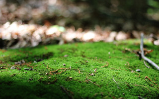 Moss ground tree blurry nature - ground free wallpaper