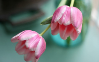 Pink flower blue vase still - a pink flower free wallpaper