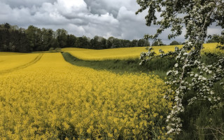 Yellow flowers cloudy sky trees - under a cloudy sky free wallpaper for desktop