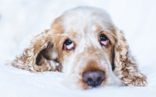 Dog blue eyes laying on - white sheet free wallpaper