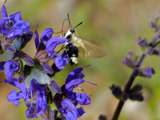 Bees purple flower macro bug - a blurry background of grass free wallpaper
