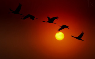 Birds silhouette sunset flying moon - a group of birds free wallpaper for desktop