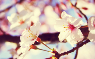 White flower bokeh cherry blossom - a close up of a tree free wallpaper