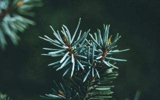 Pine branch needles green blurry - needle and needles free wallpaper