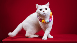 White cat rainbow collar furry - white background free wallpaper